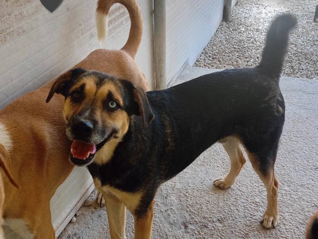 Adozione cane, maschio, Razza sconosciuta Razza sconosciuta, 4 anni e 5 mesi, taglia media, Ragusa