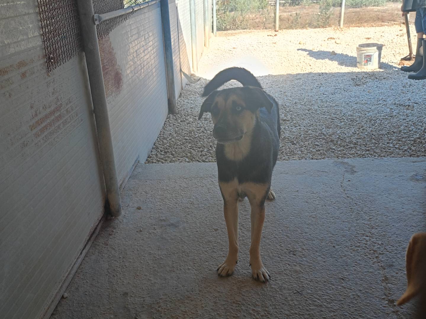 Adotta un cane, maschio, 4 anni e 5 mesi, Ragusa