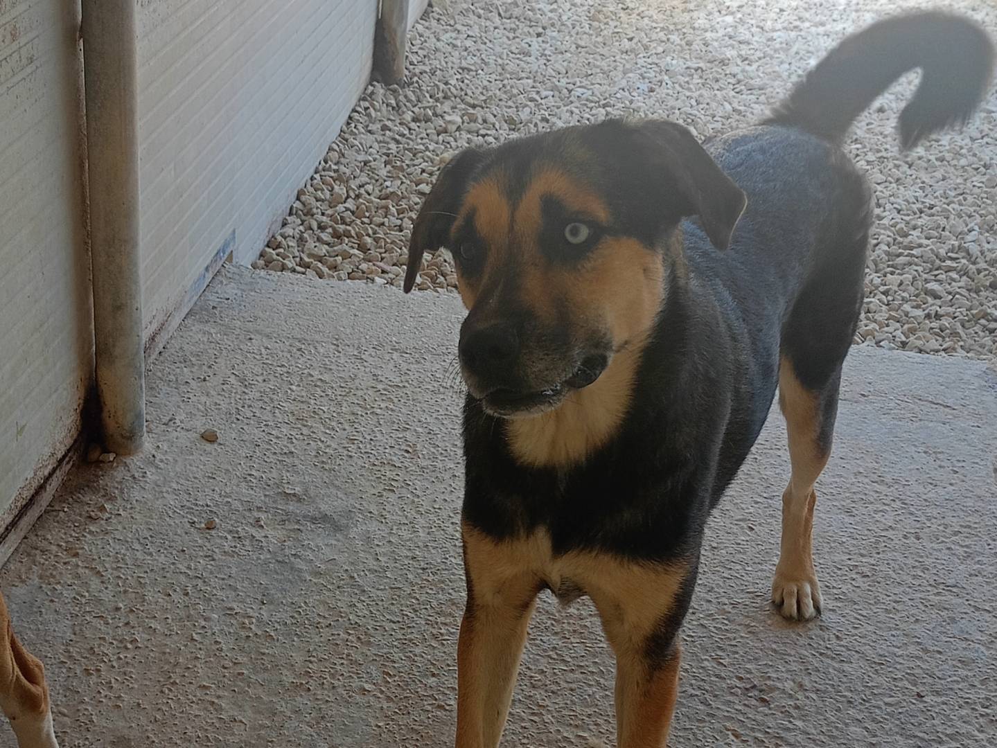 Adotta un cane, taglia media, maschio, Ragusa