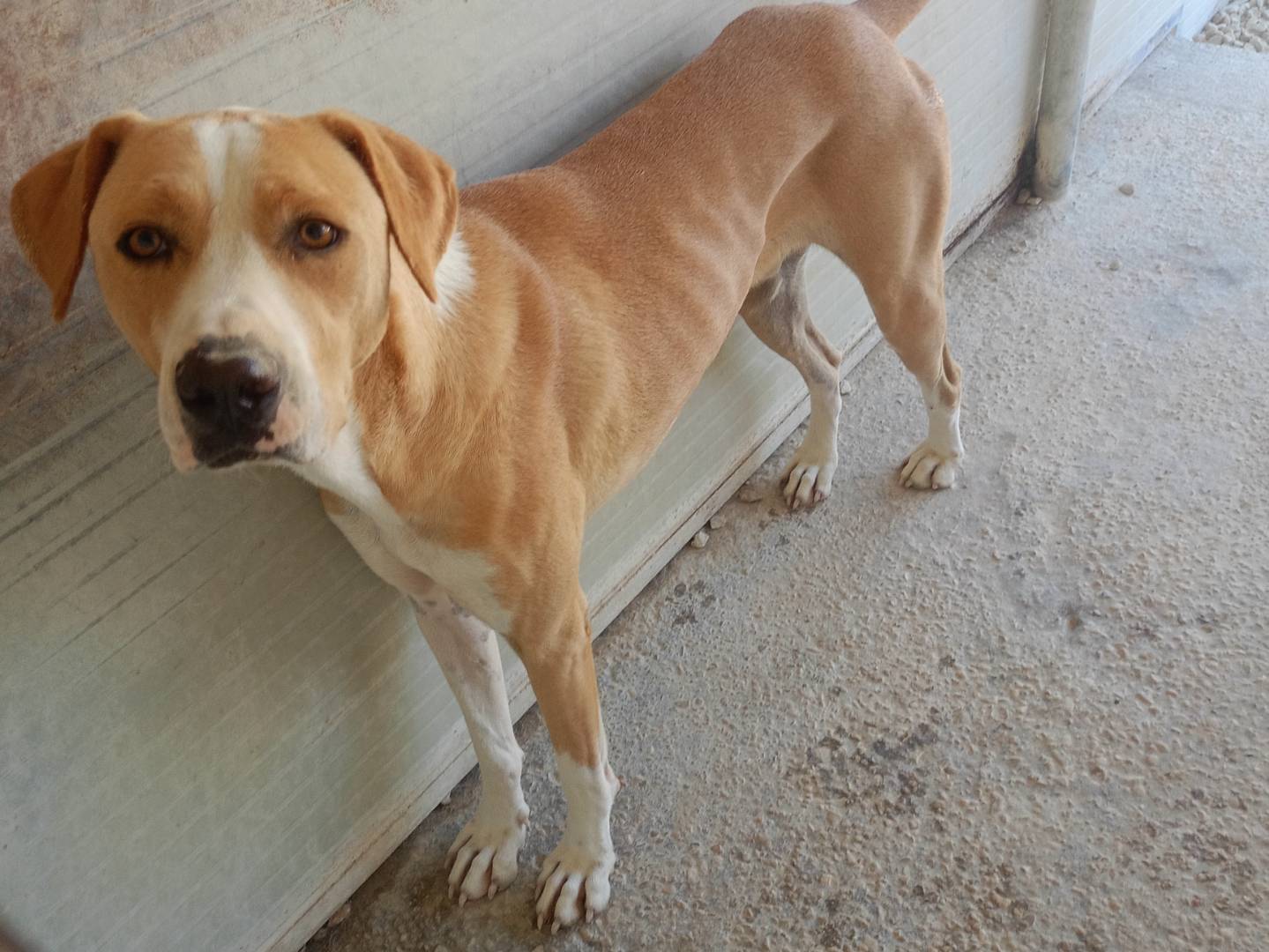 Adozione cane, maschio, Razza sconosciuta Razza sconosciuta, 4 anni e 4 mesi, taglia grande, Ragusa