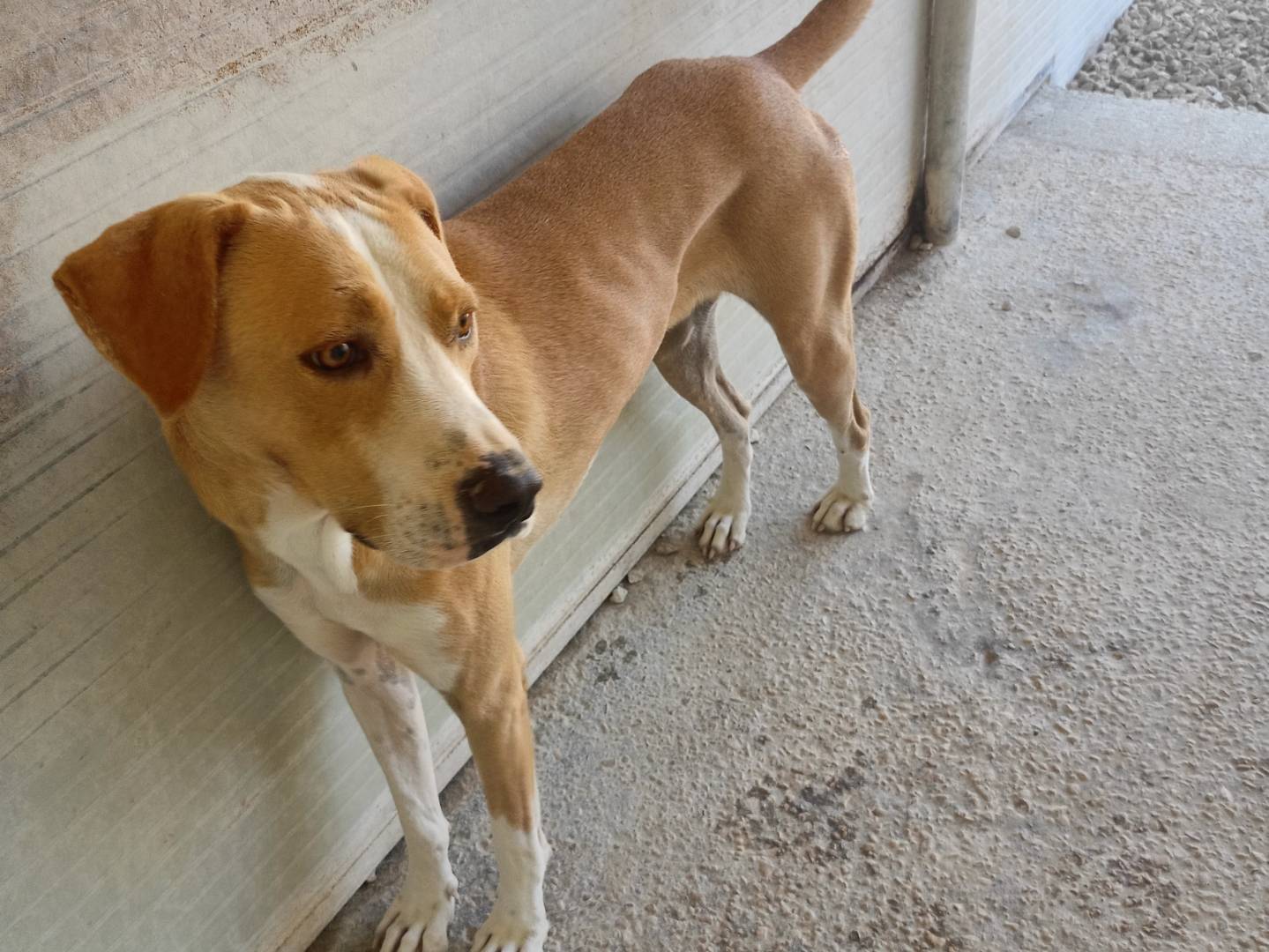 Adotta un cane, maschio, 4 anni e 4 mesi, Ragusa