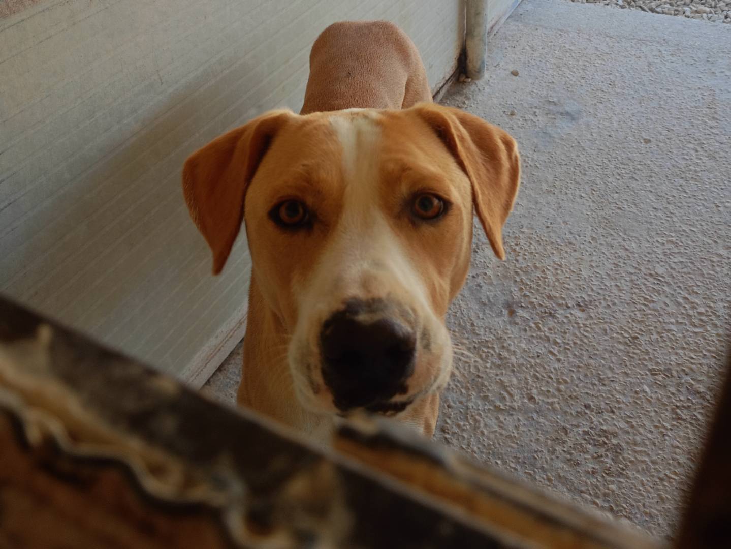 Adotta un cane, taglia grande, maschio, Ragusa