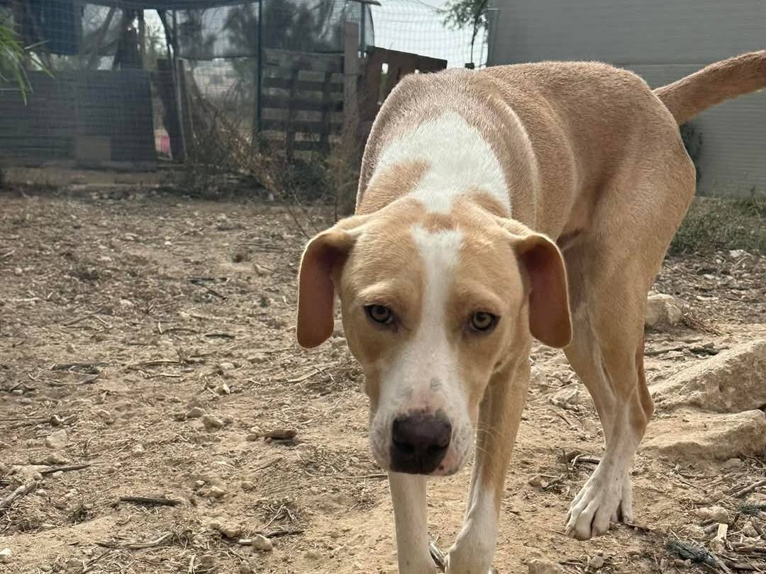 Vuoi adottare un cane a Ragusa?
