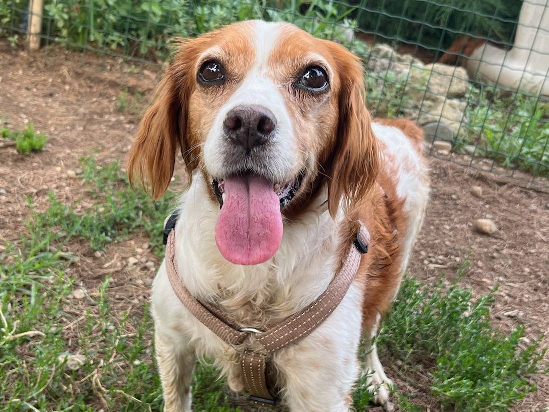 Adozione cane, femmina, Breton Razza sconosciuta, 6 anni, taglia media contenuta, Milano