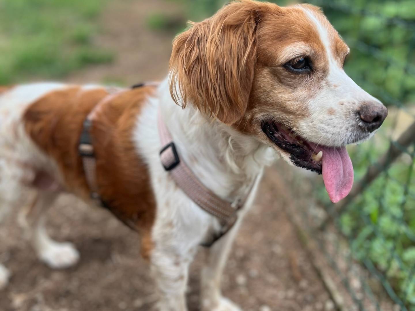Adotta un cane, femmina, 6 anni, Milano