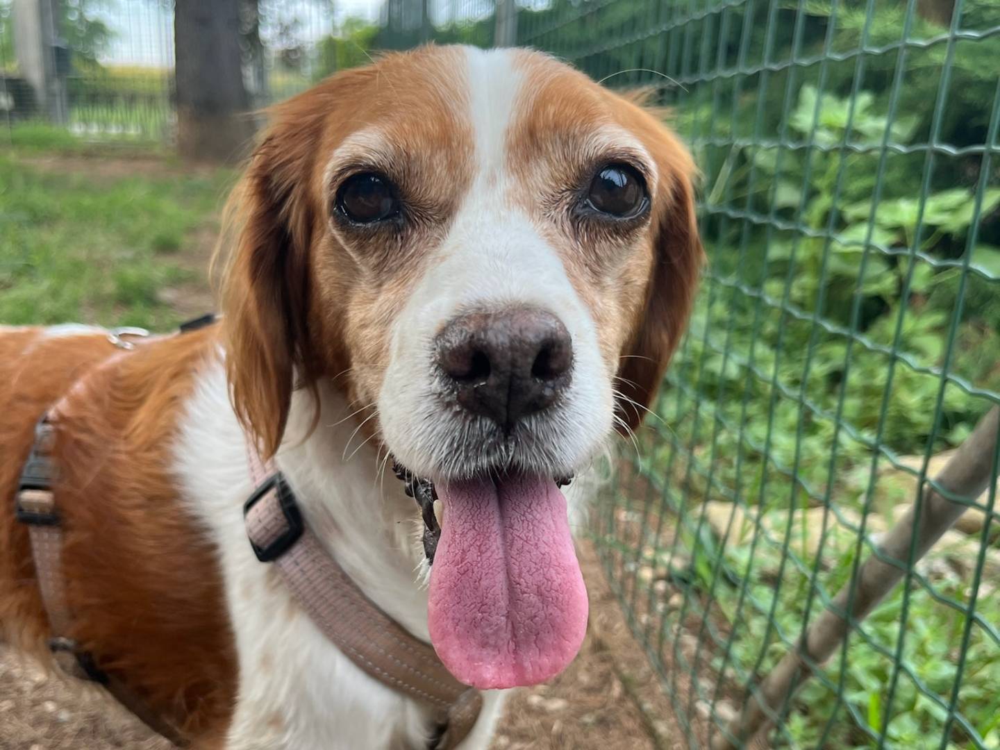 Adotta un cane, taglia media contenuta, femmina, Milano