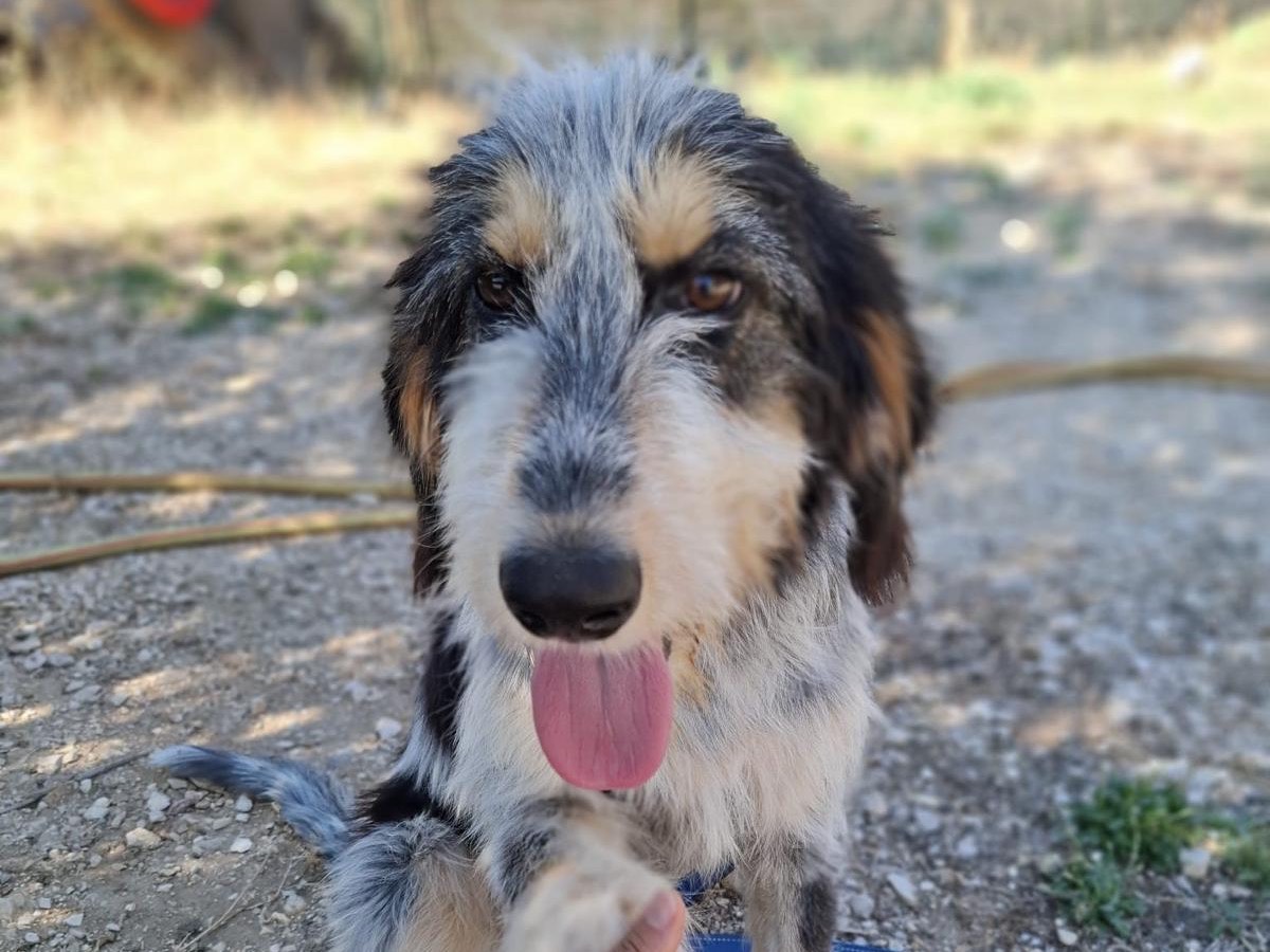 Adozione cane, femmina, Razza sconosciuta Razza sconosciuta, 8 mesi, taglia media contenuta, Foggia