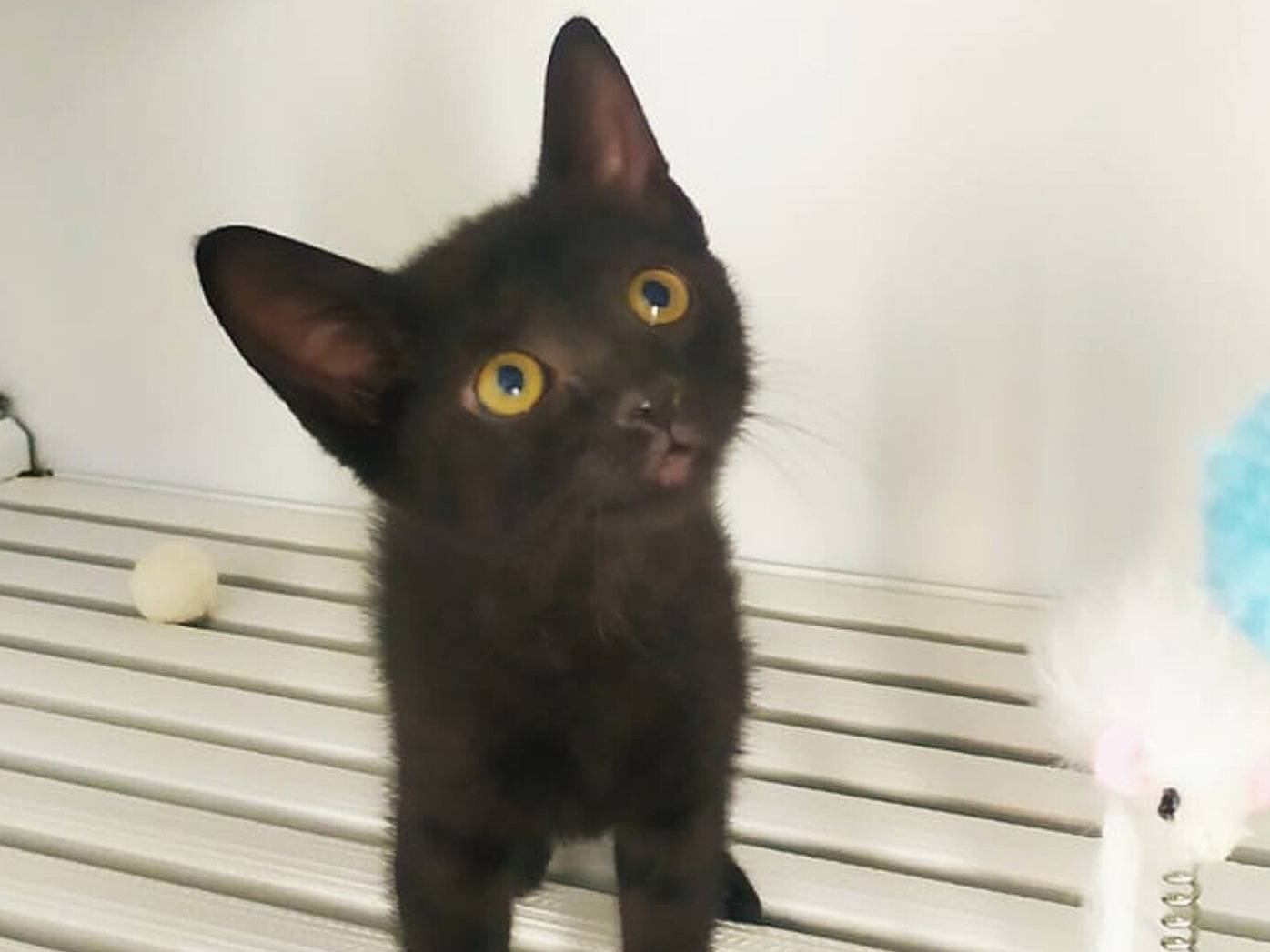Adotta un gatto, femmina, 3 mesi, Bari