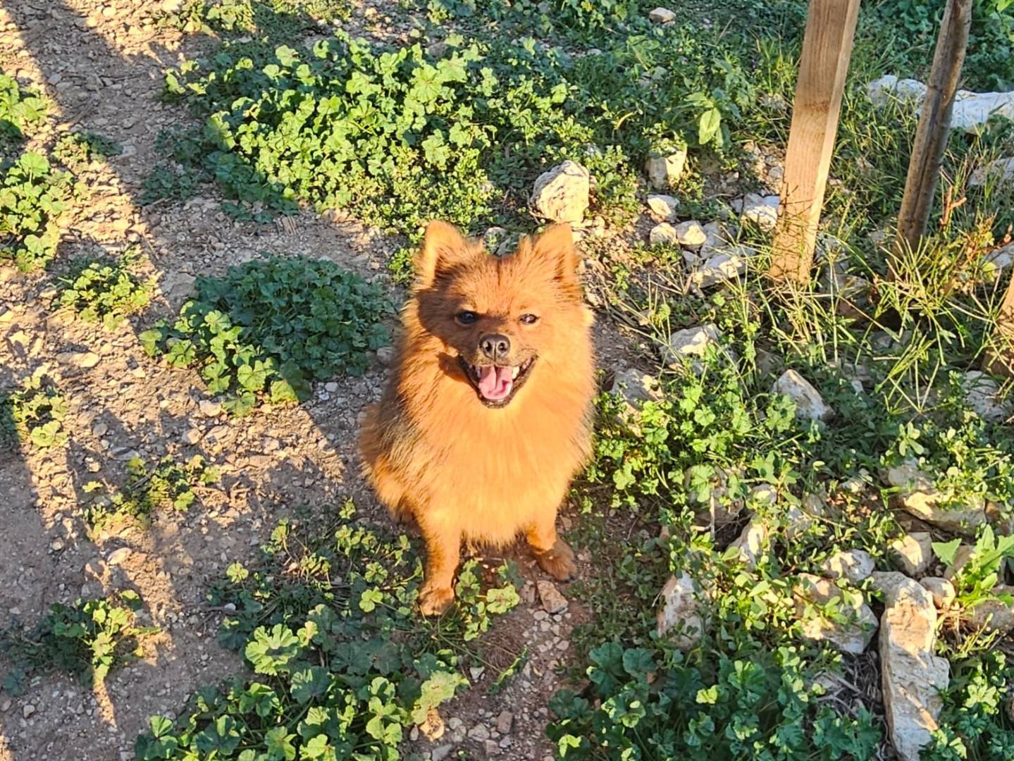 Adozione cane, maschio, Volpino di Pomerania Razza sconosciuta, 1 anno, taglia piccola, Terni