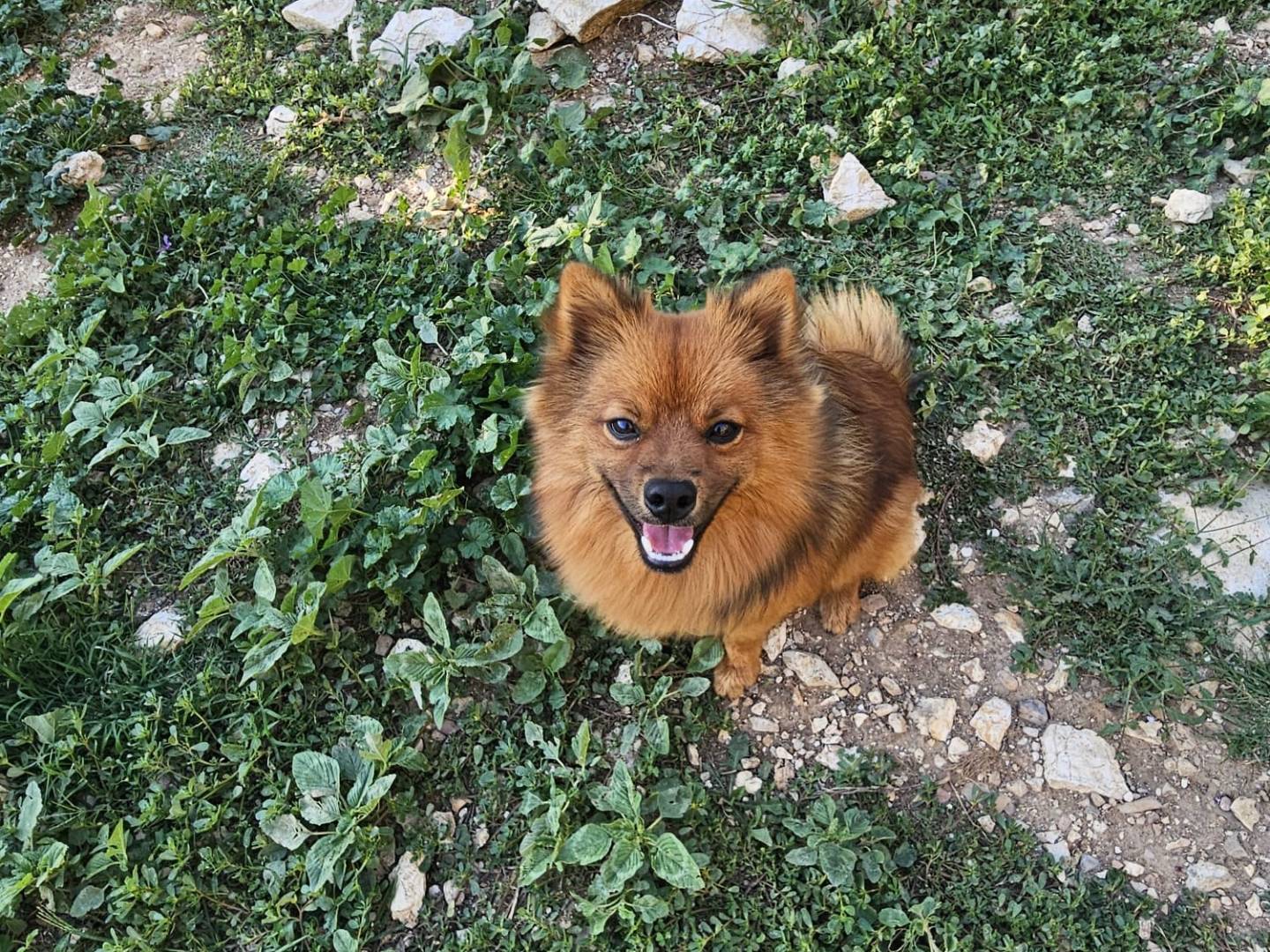Adotta un cane, maschio, 1 anno, Terni