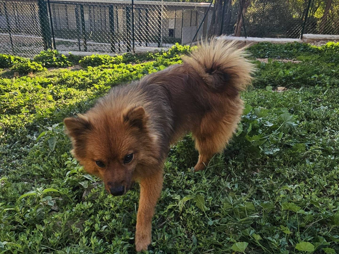 Vuoi adottare un cane a Terni?
