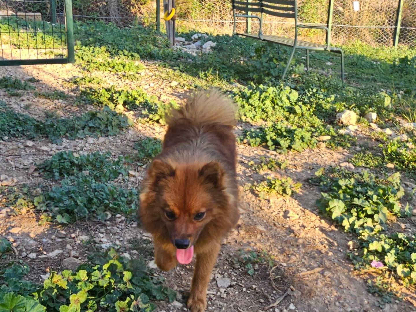 Adotta il cane AKY a Terni