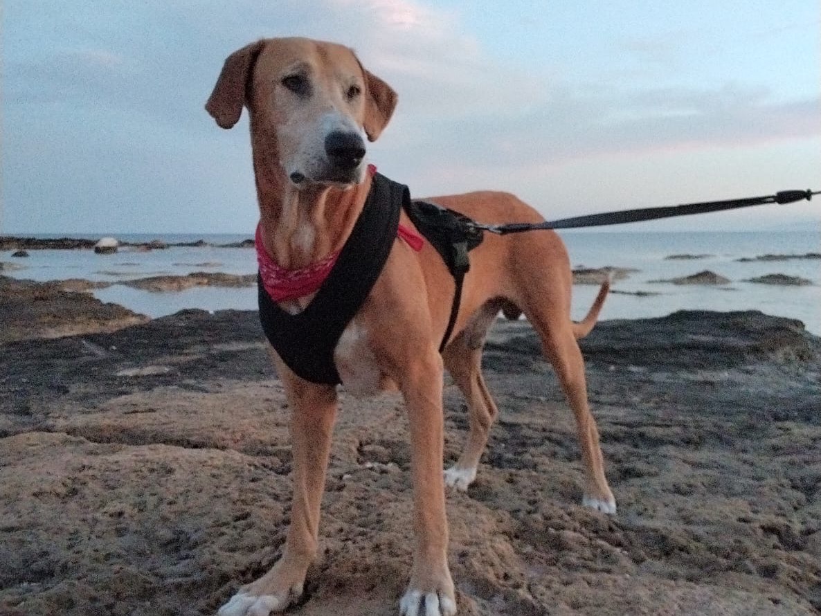 Adozione cane, maschio, Razza sconosciuta Razza sconosciuta, 4 anni e 5 mesi, taglia grande, Siracusa