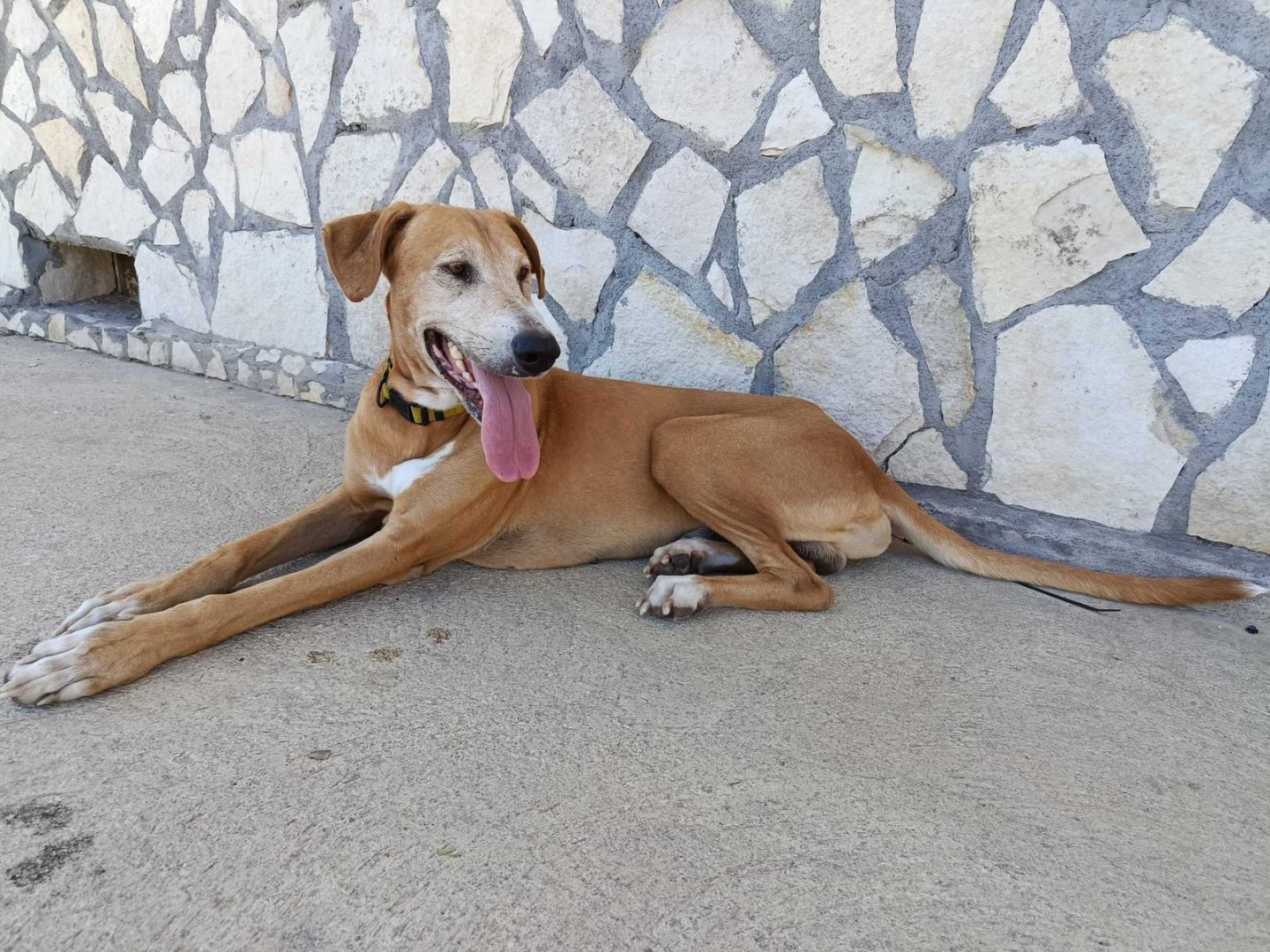 Adotta un cane, maschio, 4 anni e 5 mesi, Siracusa