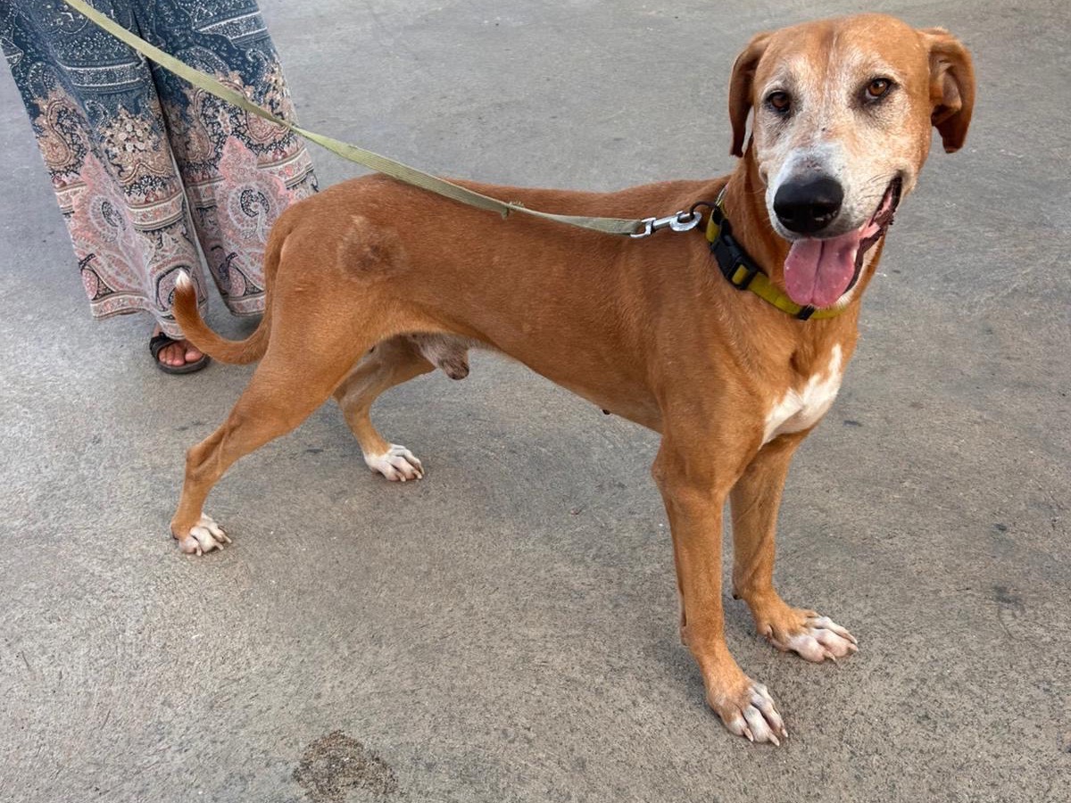 Adotta un cane, taglia grande, maschio, Siracusa