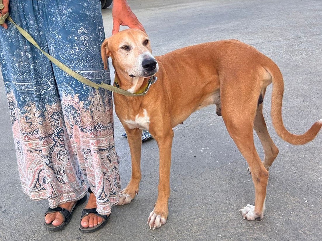 Vuoi adottare un cane a Siracusa?