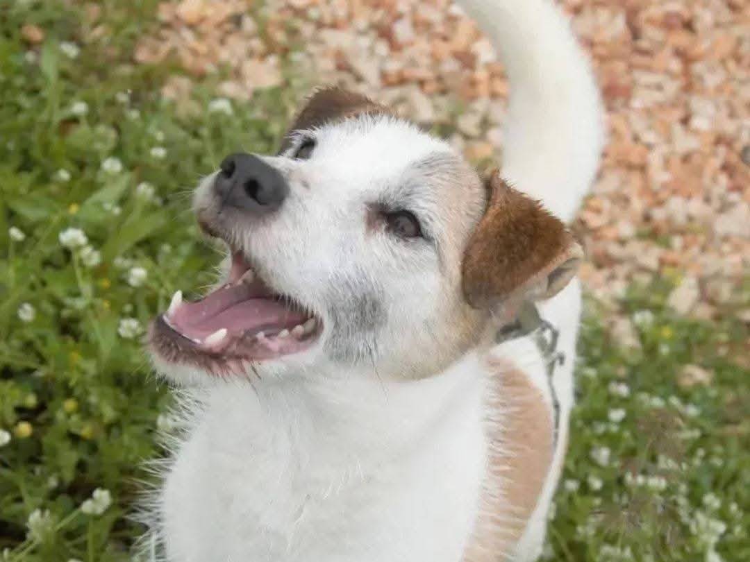 Adotta un cane, maschio, 4 anni e 7 mesi, Viterbo