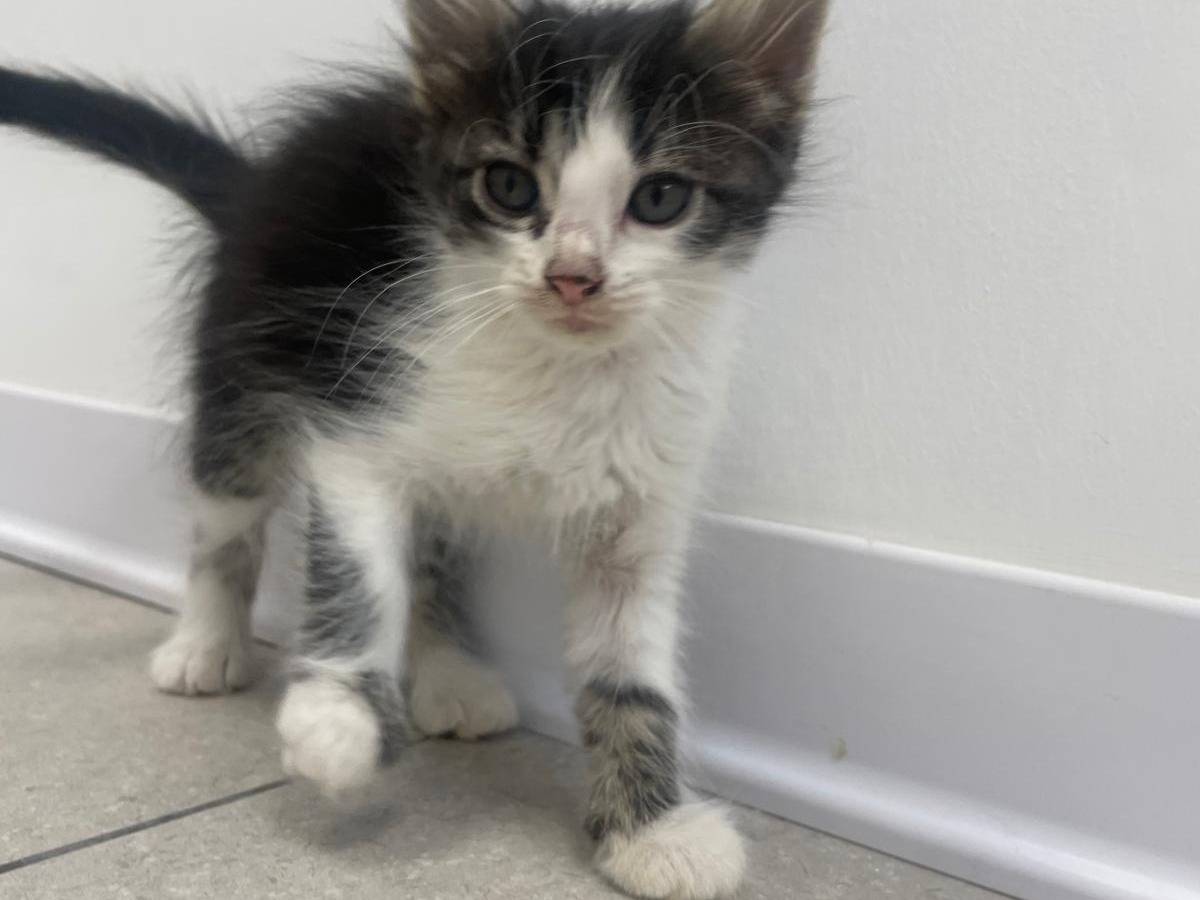 Vuoi adottare un gatto a Terni?