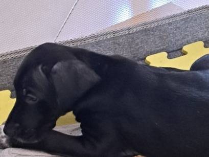 Adotta un cane, maschio, 3 mesi, Napoli