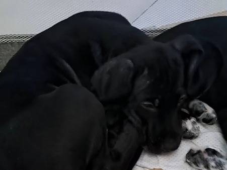Adotta un cane, taglia piccola, maschio, Napoli