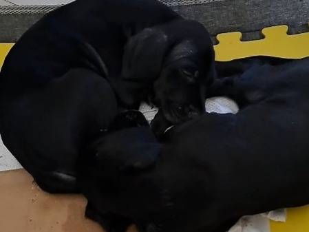 Adotta il cane Sirius nero a Napoli