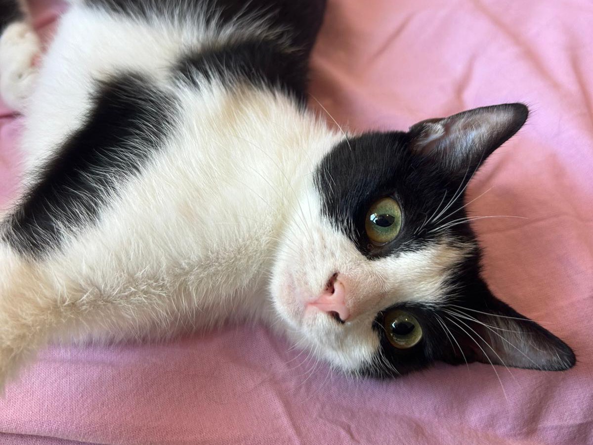 Adozione gatto, femmina, Razza sconosciuta Razza sconosciuta, 5 mesi, taglia non valida, Milano