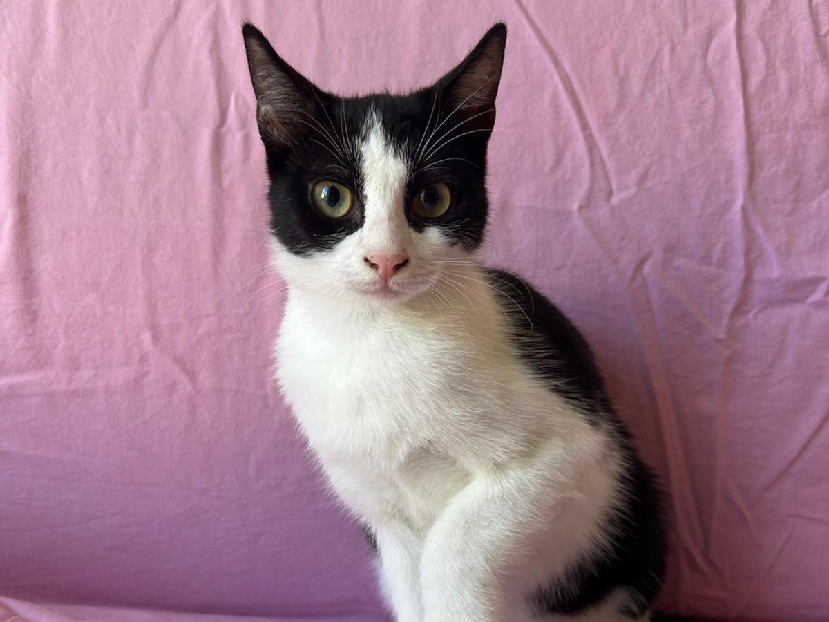 Adotta un gatto, taglia non valida, femmina, Milano