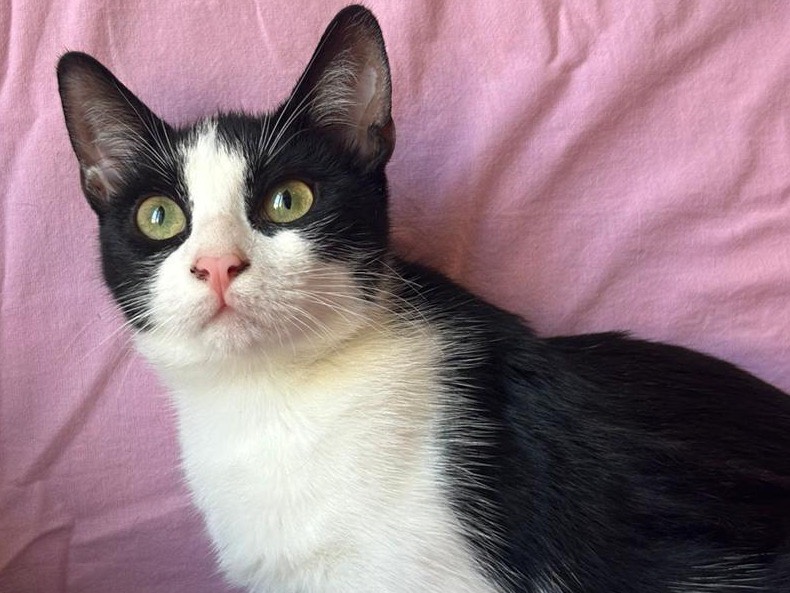Vuoi adottare un gatto a Milano?