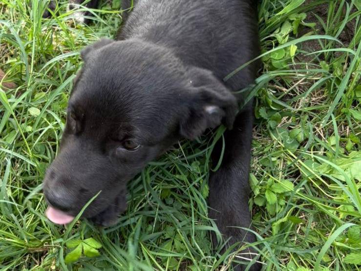 Adotta un cane, femmina, 3 mesi, Vicenza