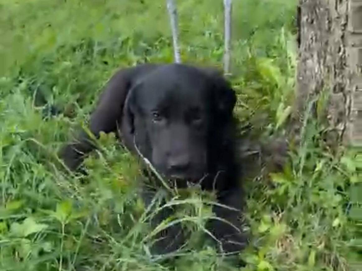 Adotta un cane, taglia piccola, femmina, Vicenza