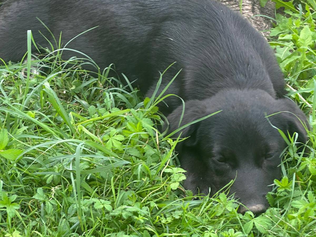 Vuoi adottare un cane a Vicenza?