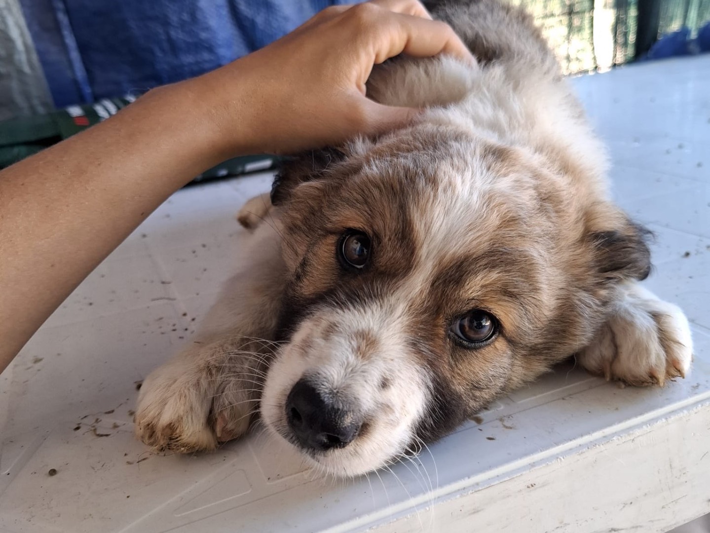 Adozione cane, maschio, Razza sconosciuta Razza sconosciuta, 2 mesi, taglia media, Foggia