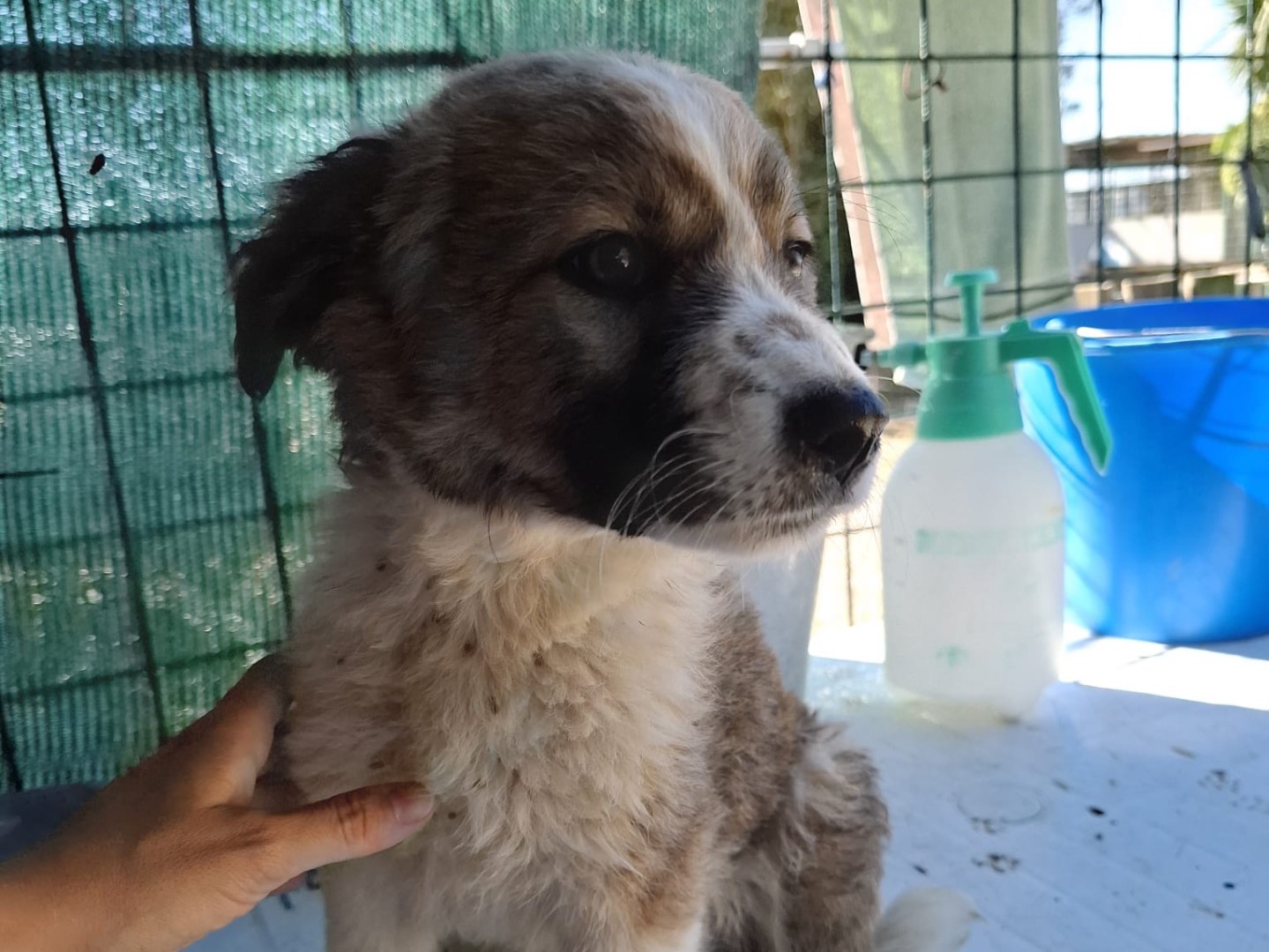 Adotta un cane, maschio, 2 mesi, Foggia