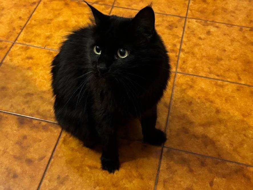 Adozione gatto, femmina, Razza sconosciuta Razza sconosciuta, 9 anni e 11 mesi, taglia non valida, Verona