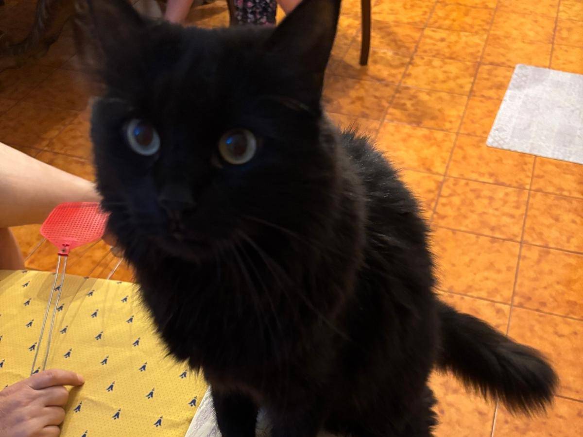 Adotta un gatto, femmina, 9 anni e 11 mesi, Verona