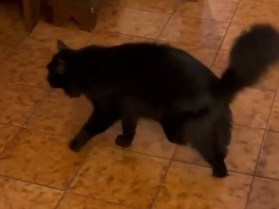 Adotta un gatto, taglia non valida, femmina, Verona