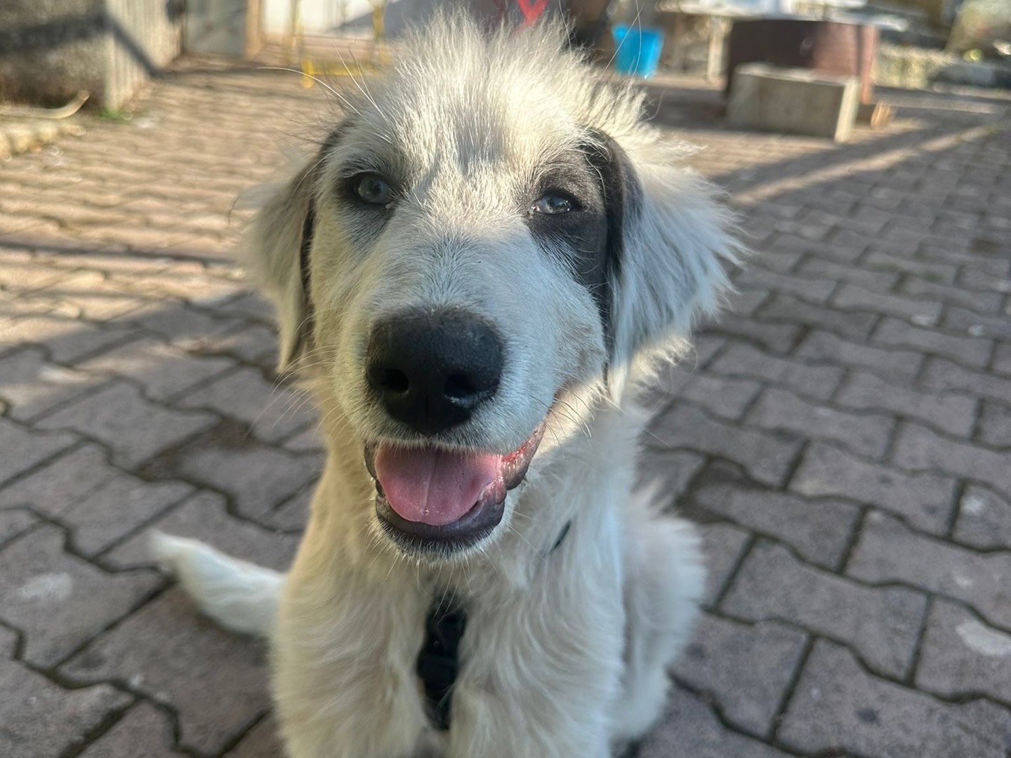 Adozione cane, femmina, Razza sconosciuta Razza sconosciuta, 3 mesi, taglia media contenuta, Avellino