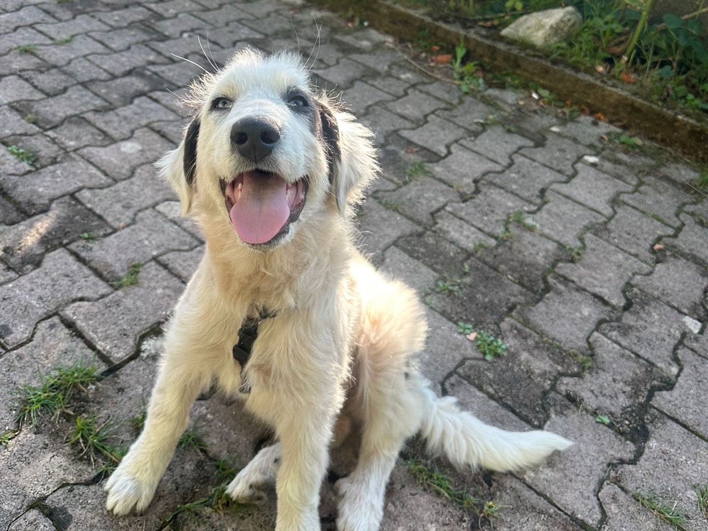 Adotta un cane, femmina, 3 mesi, Avellino