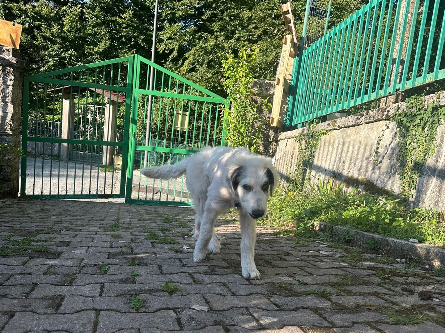 Adotta un cane, taglia media contenuta, femmina, Avellino