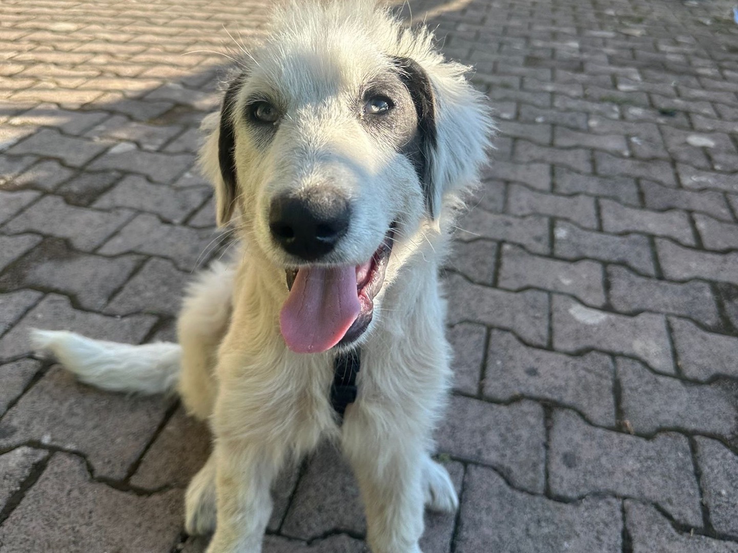 Vuoi adottare un cane a Avellino?