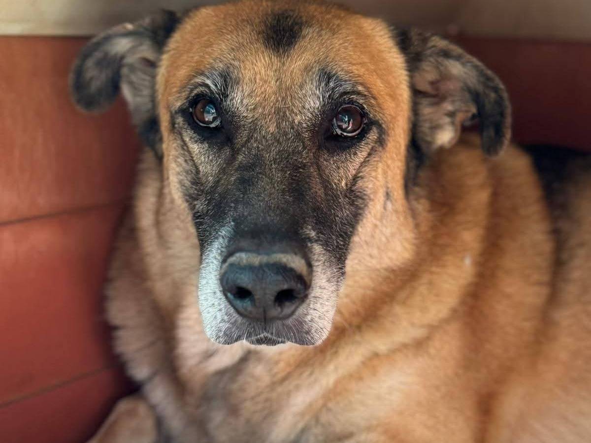 Adotta un cane, maschio, 5 anni e 7 mesi, Bari