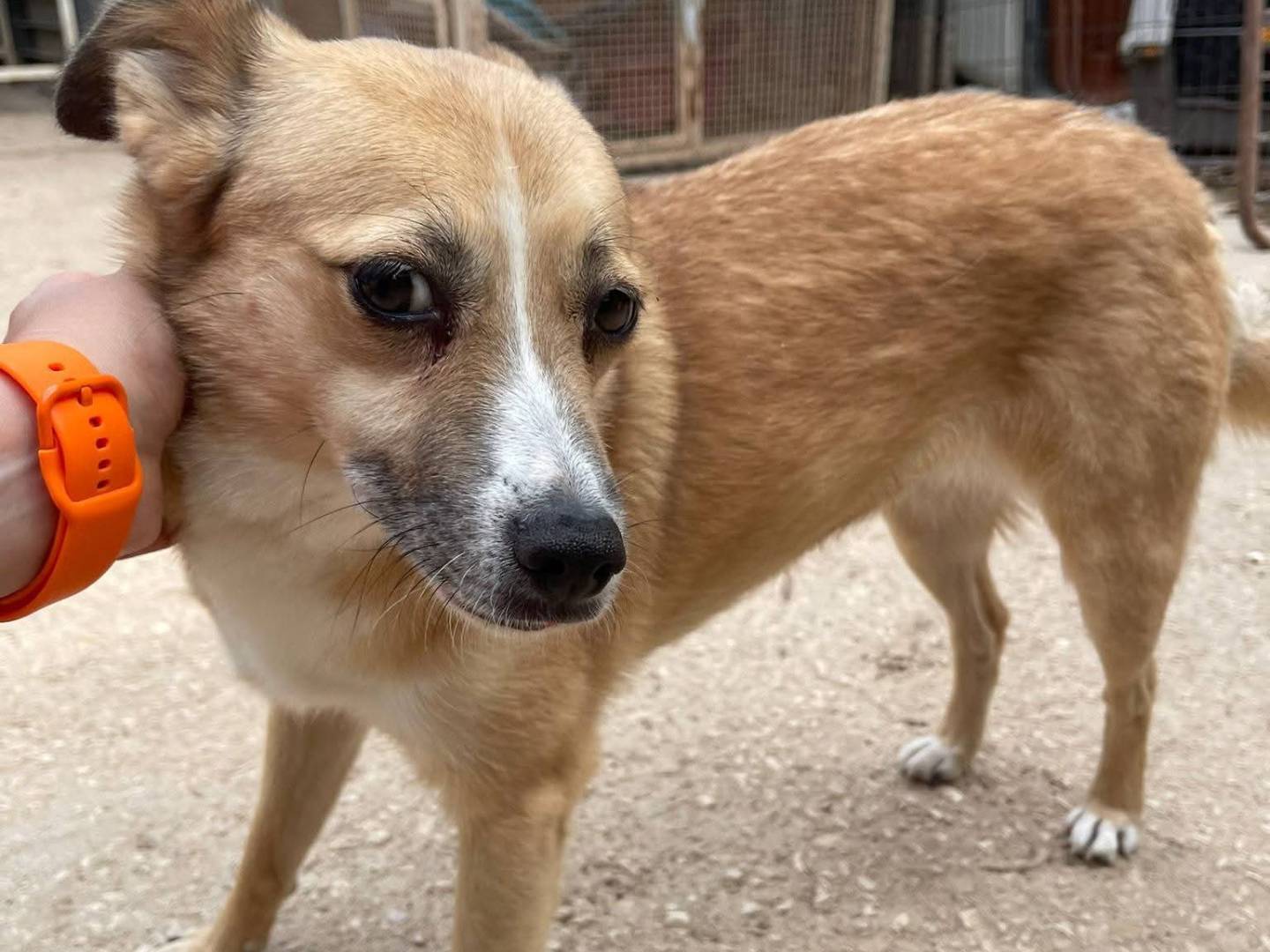Adozione cane, femmina, Razza sconosciuta Razza sconosciuta, 4 anni e 8 mesi, taglia piccola, Bari