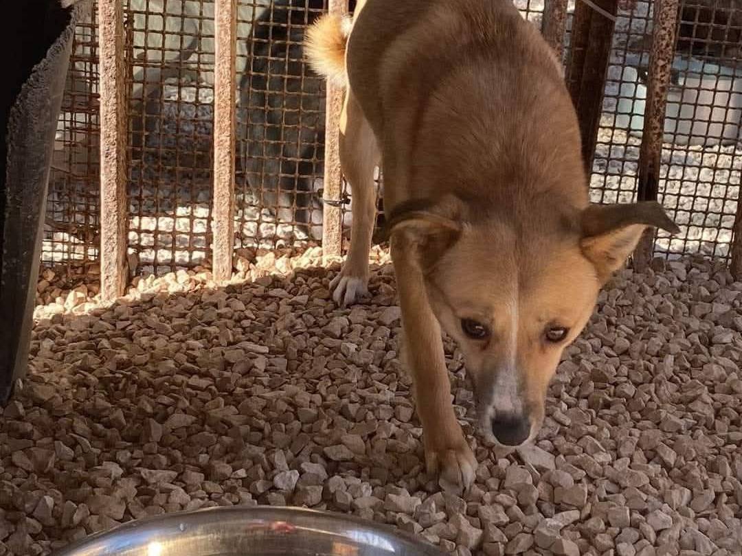 Adotta un cane, femmina, 4 anni e 8 mesi, Bari