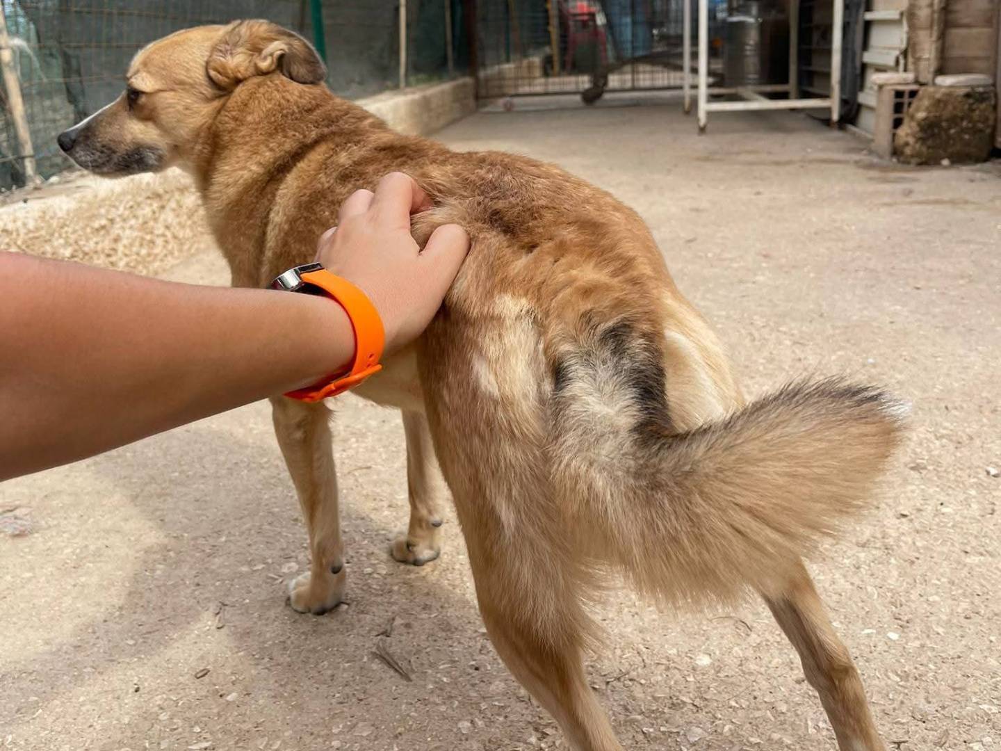 Adotta un cane, taglia piccola, femmina, Bari