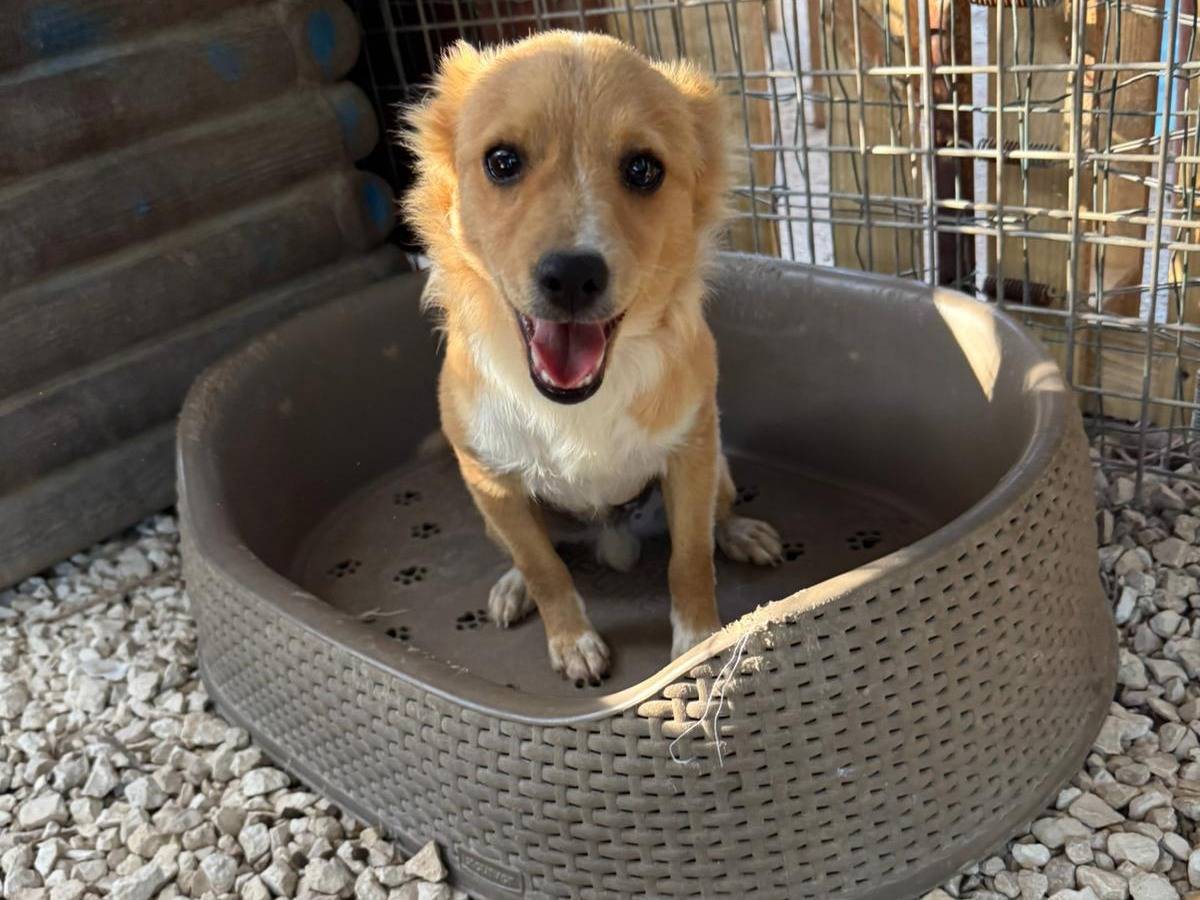 Adozione cane, maschio, Razza sconosciuta Razza sconosciuta, 8 mesi, taglia piccola, Bari