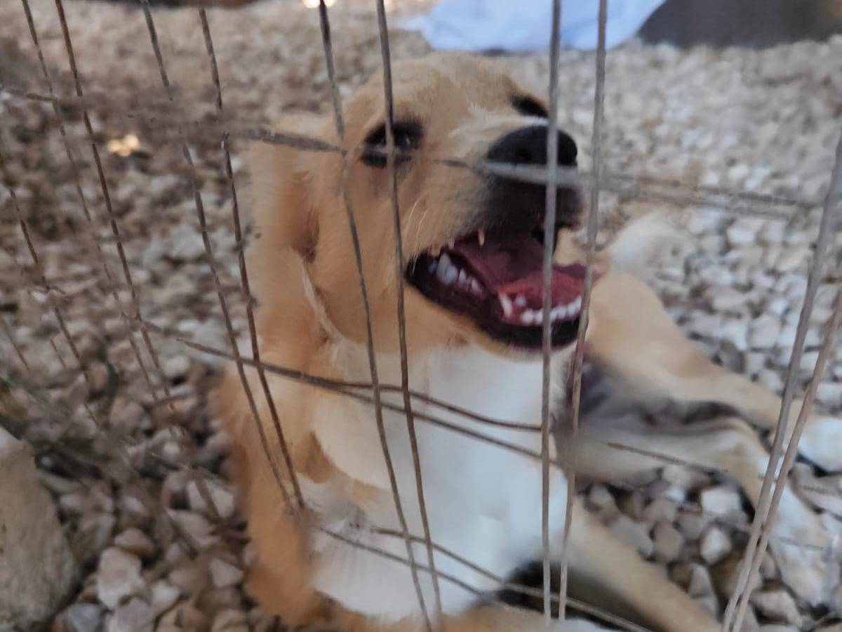 Adotta un cane, maschio, 8 mesi, Bari