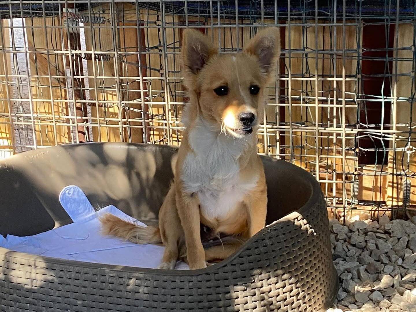 Adotta un cane, taglia piccola, maschio, Bari