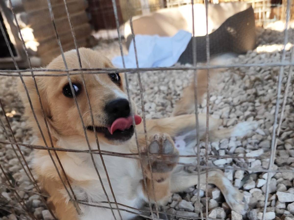 Vuoi adottare un cane a Bari?