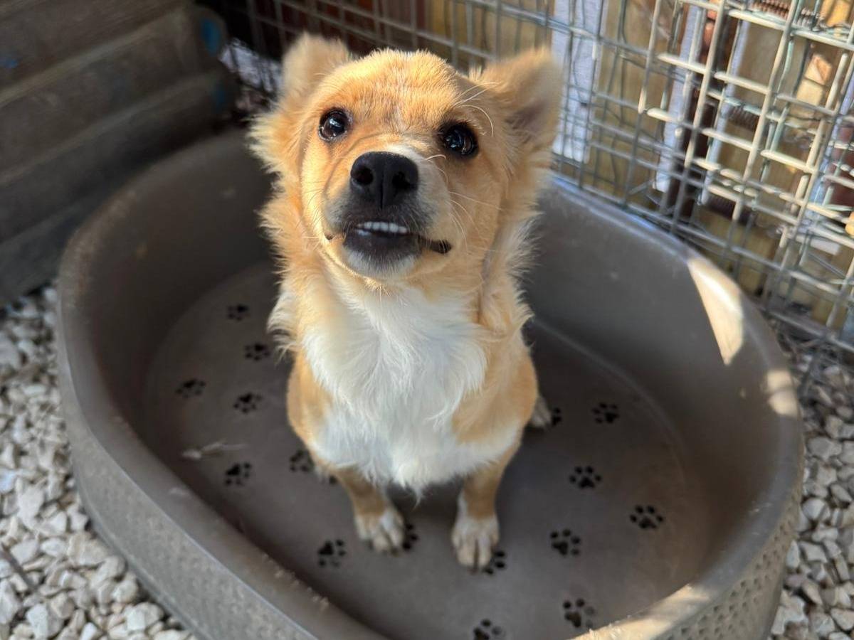 Adotta il cane Fox a Bari
