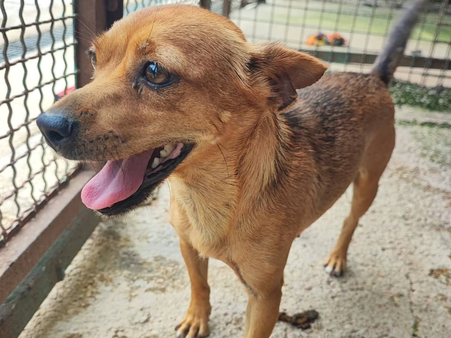 Adozione cane, femmina, Razza sconosciuta Razza sconosciuta, 2 anni e 6 mesi, taglia piccola, Napoli